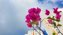 Bộ sưu tập ảnh dọc đường chạy