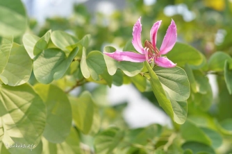 Làm người, ta lựa chọn chân thành Làm người, ta lựa chọn chân thành