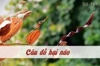 Câu đố hack não - Tập giải đố những câu đố khó, hại não mỗi ngày Câu đố hack não - Tập giải đố những câu đố khó, hại não mỗi ngày
