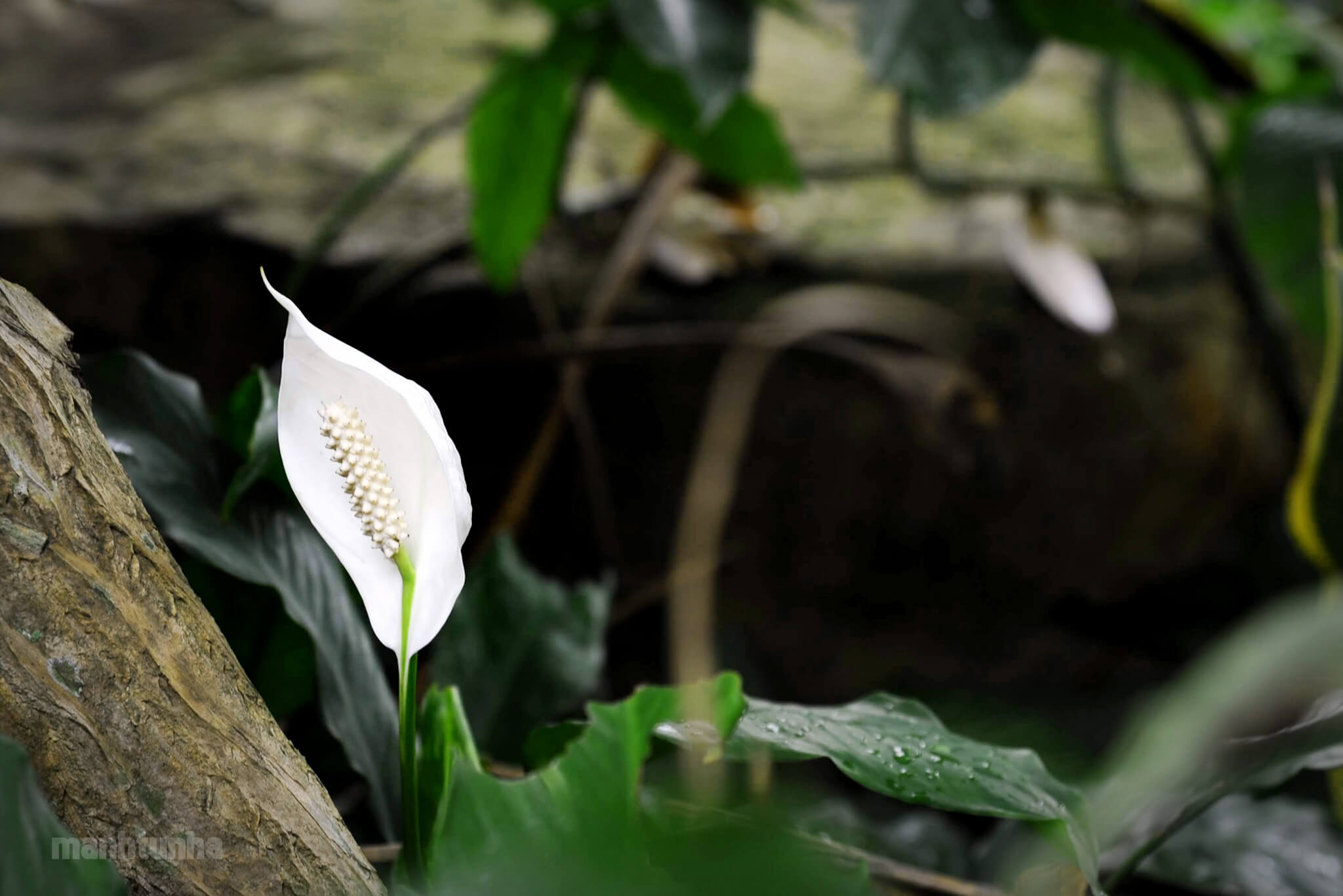 Hoa Peace Lily